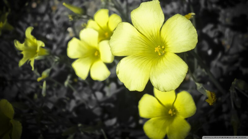 Yellow flowers in black and white