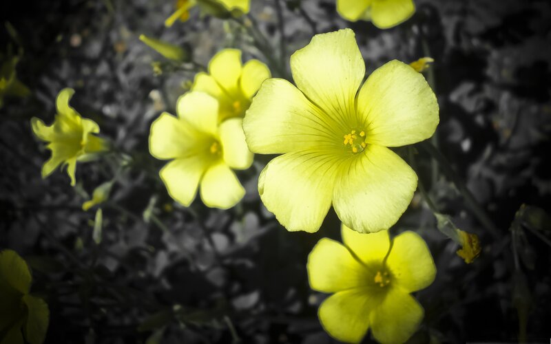 yellow flowers in black and white