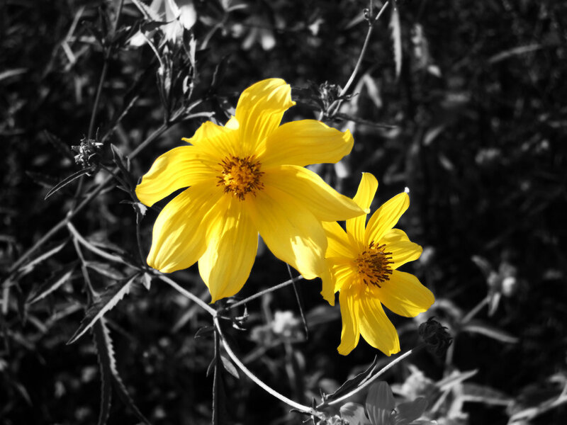 Yellow flowers in black and white