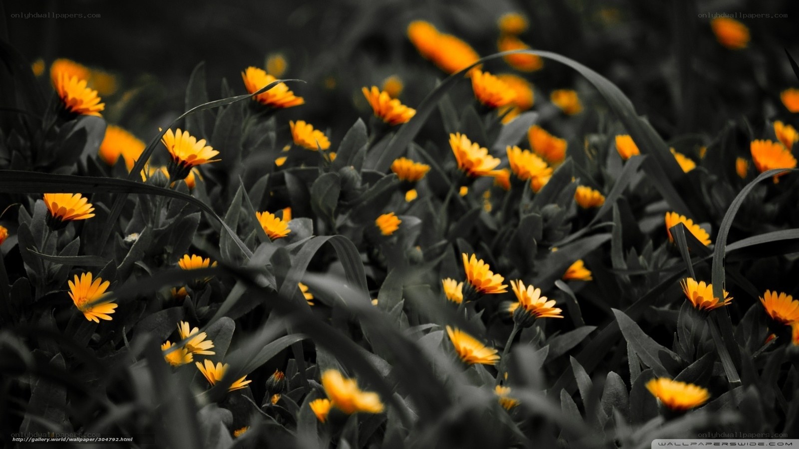 yellow flowers in black and white