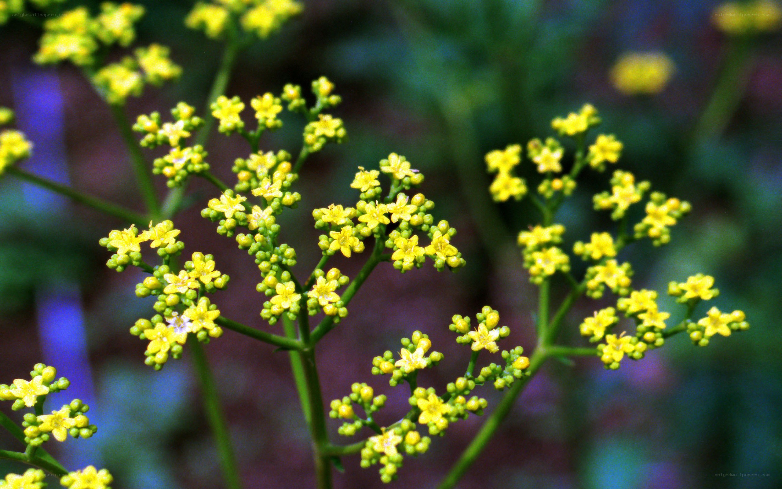 yellow flowers in bloom