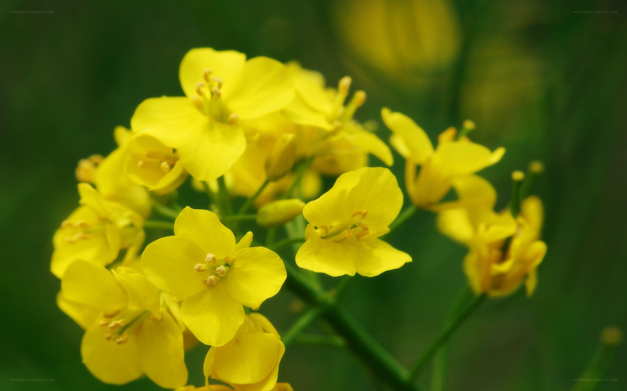 yellow flowers in bloom