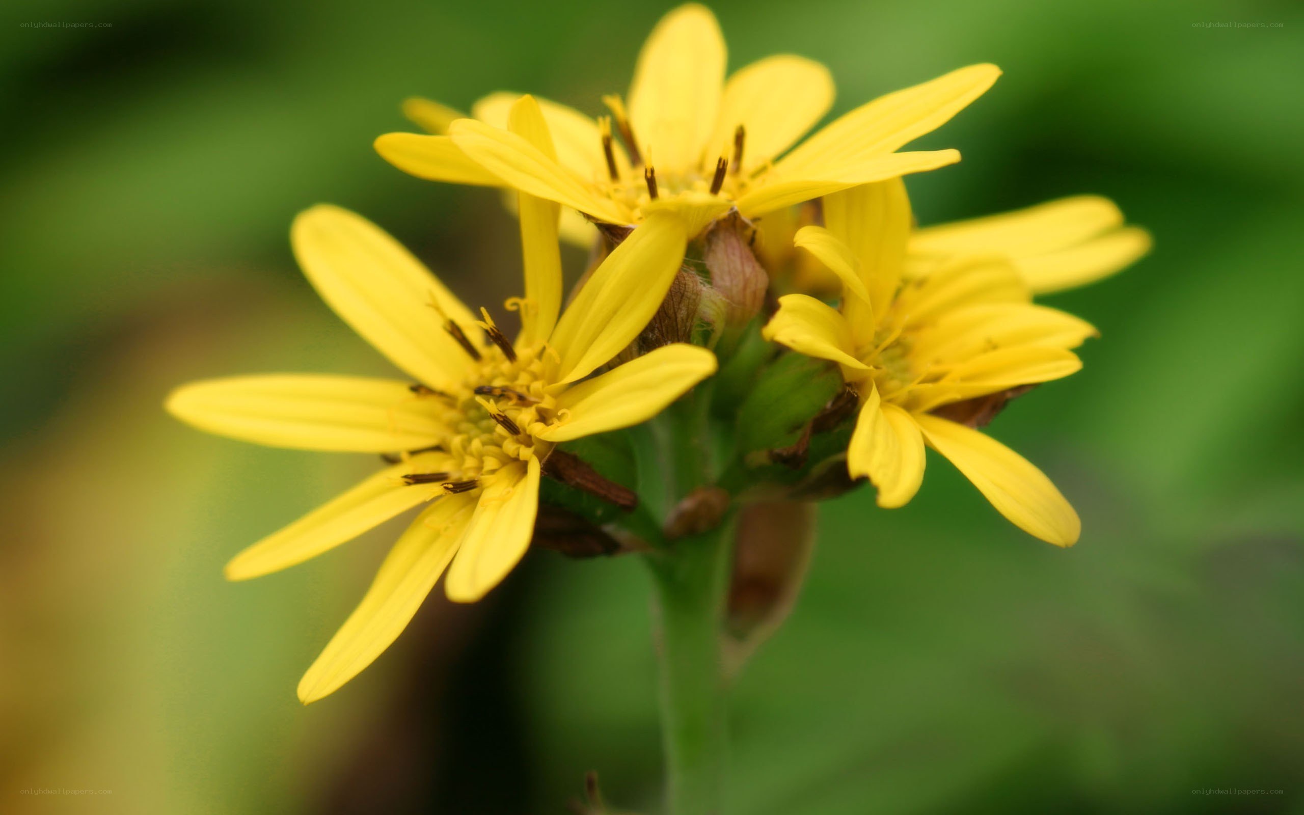 Yellow flowers in bloom