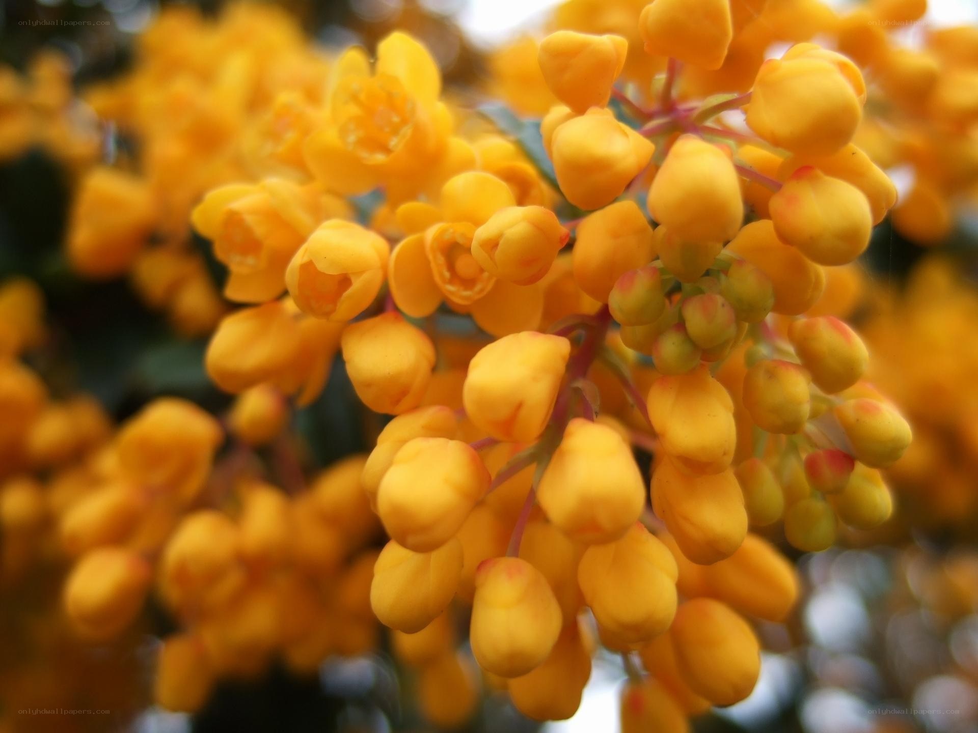 yellow flowers in bloom