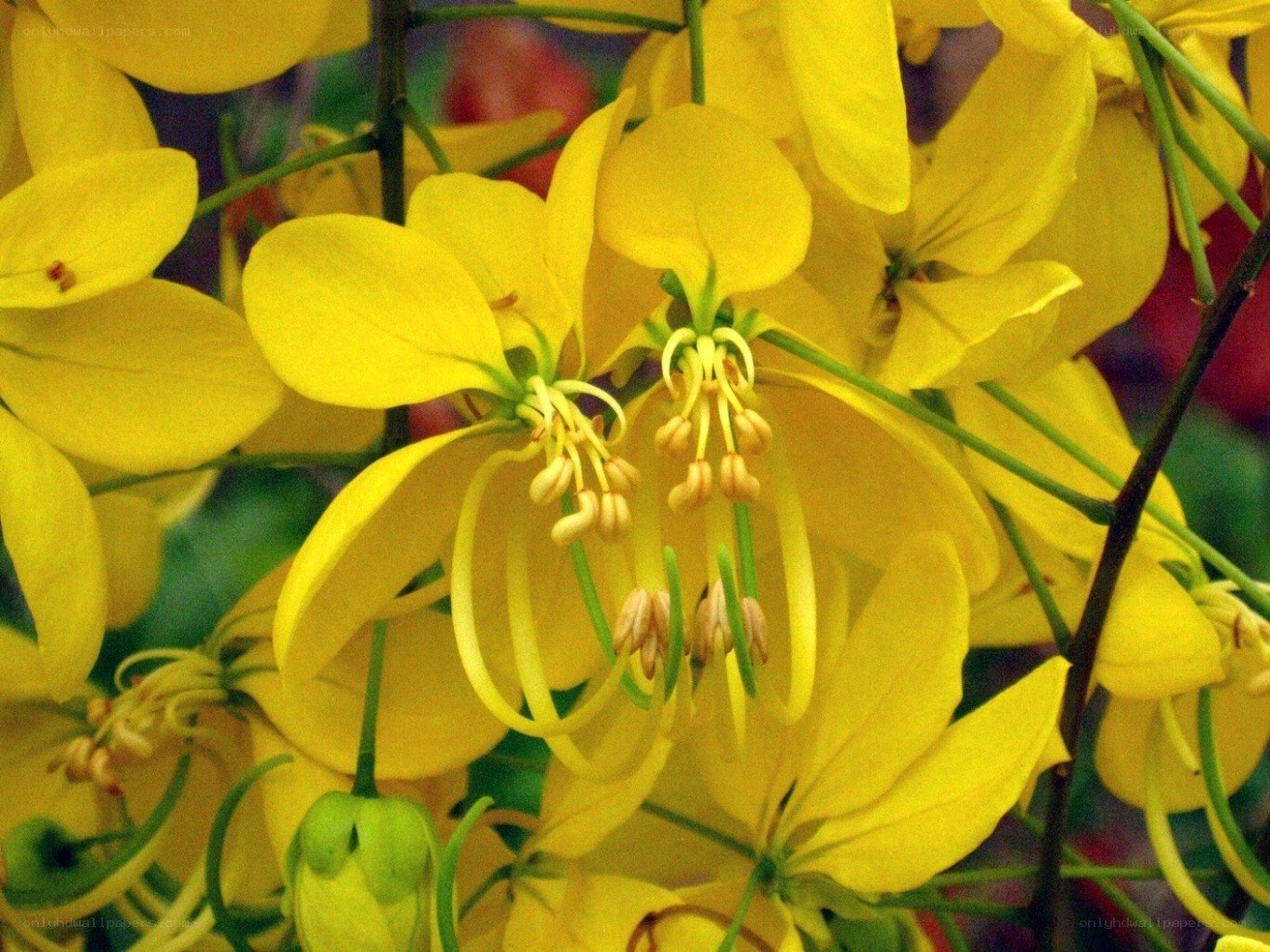 yellow flowers in bloom