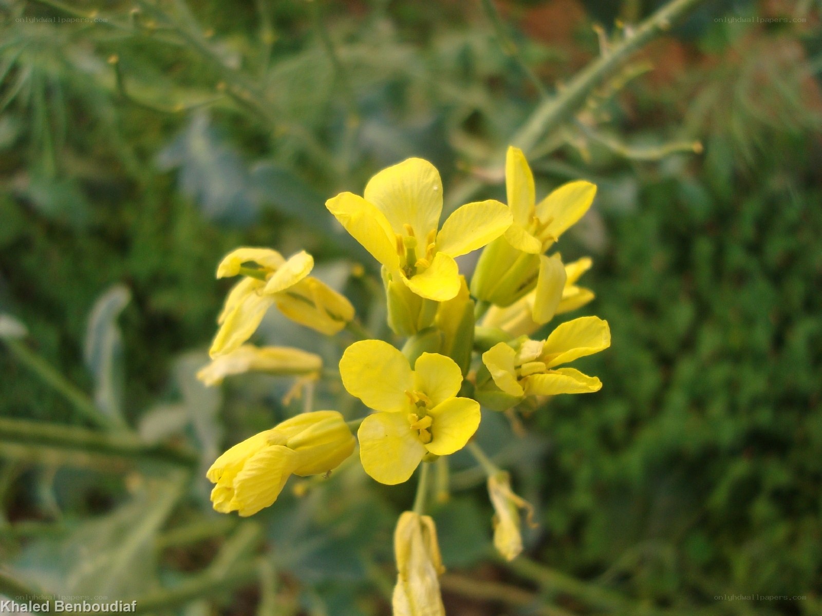 yellow flowers in bloom