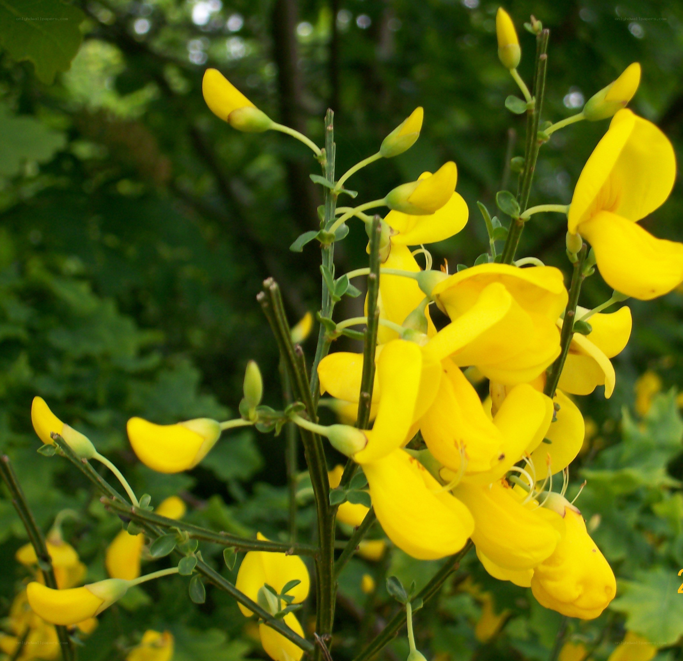 yellow flowers in bloom