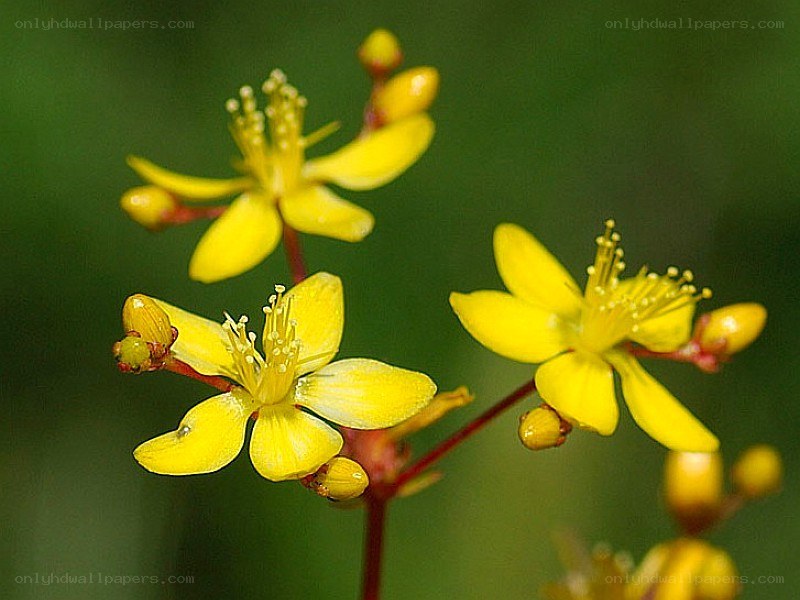 yellow flowers in bloom