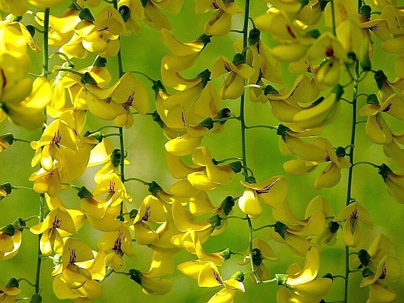 Yellow flowers in bloom