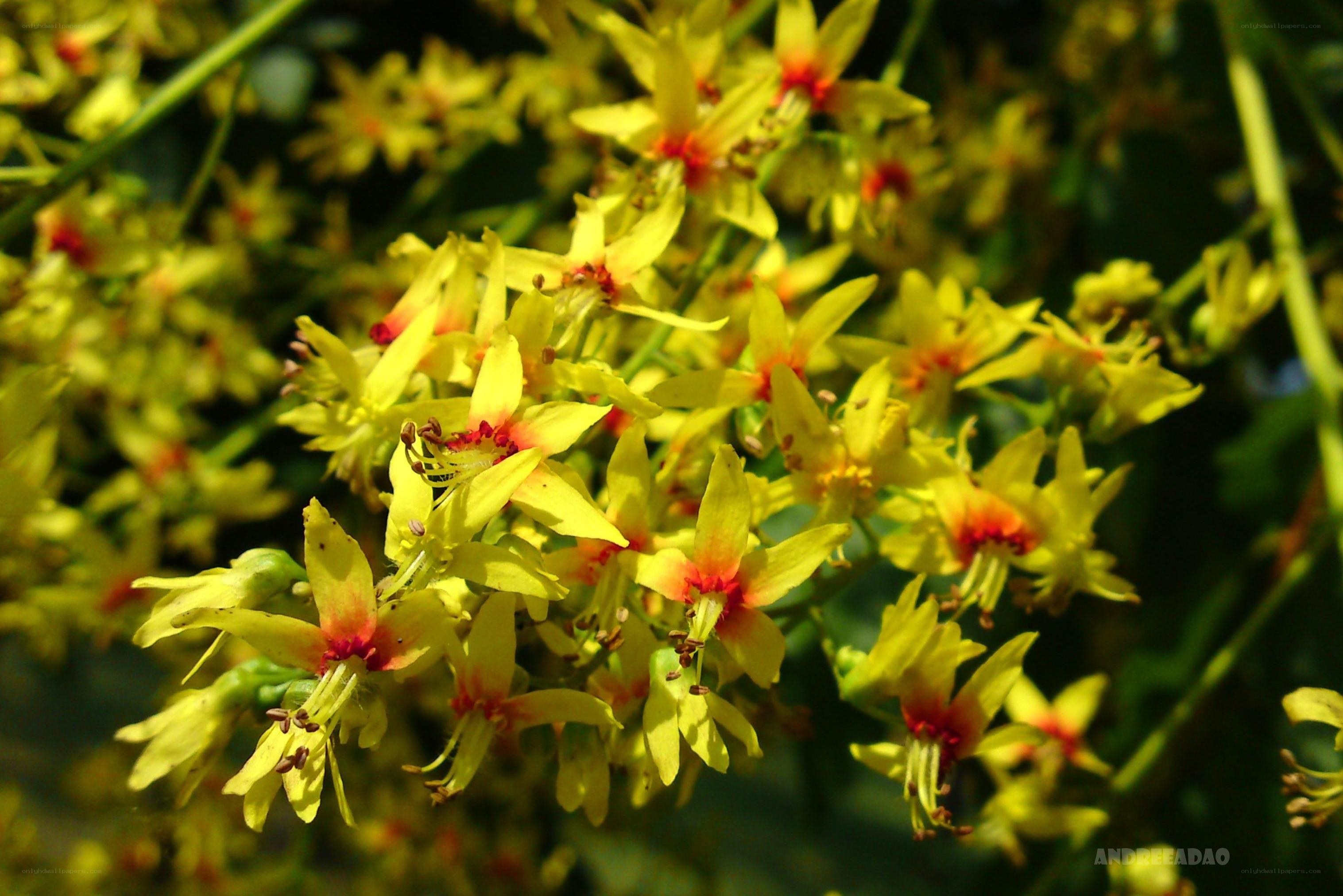 Yellow flowers in bloom