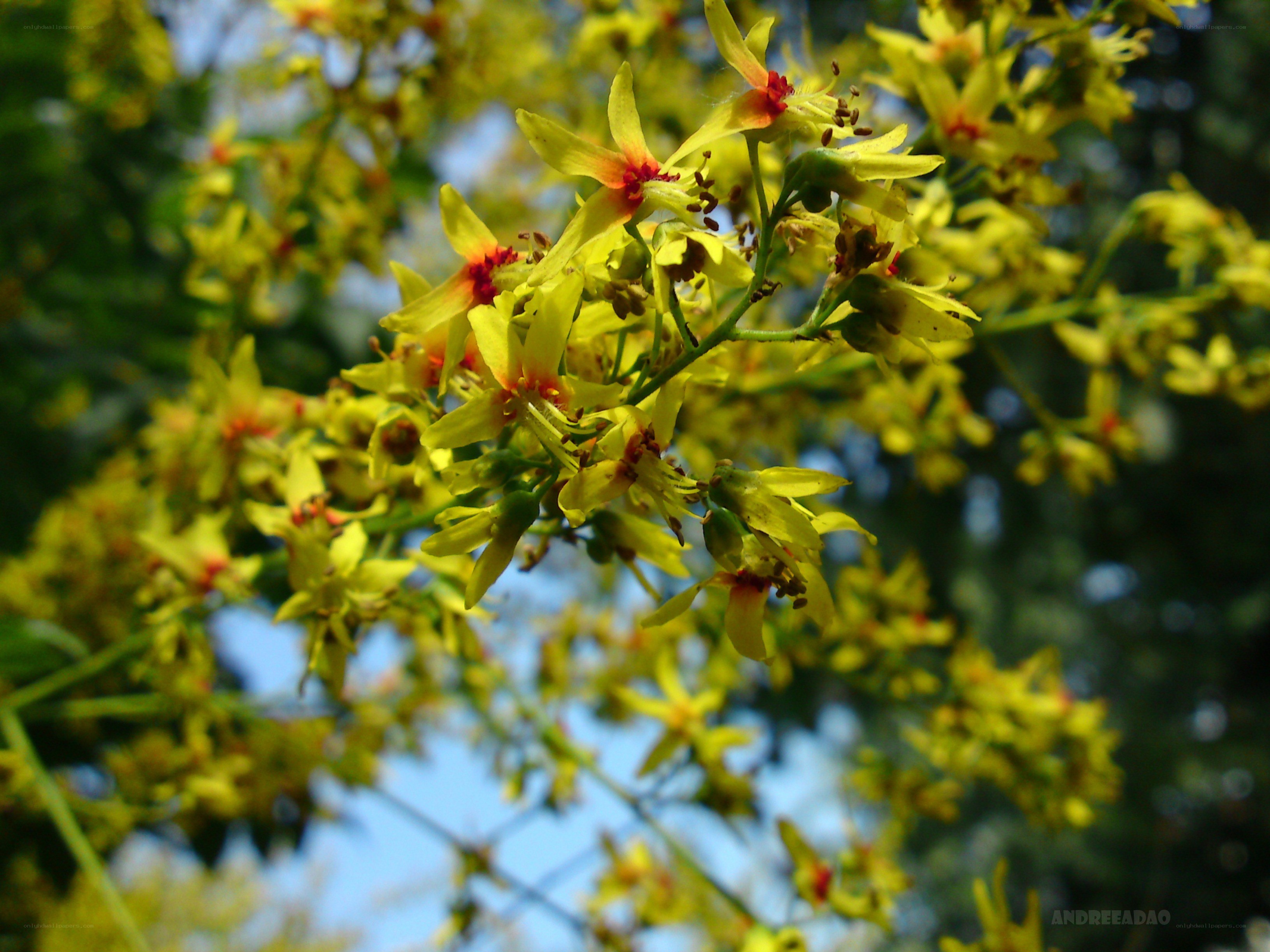 Yellow flowers in bloom