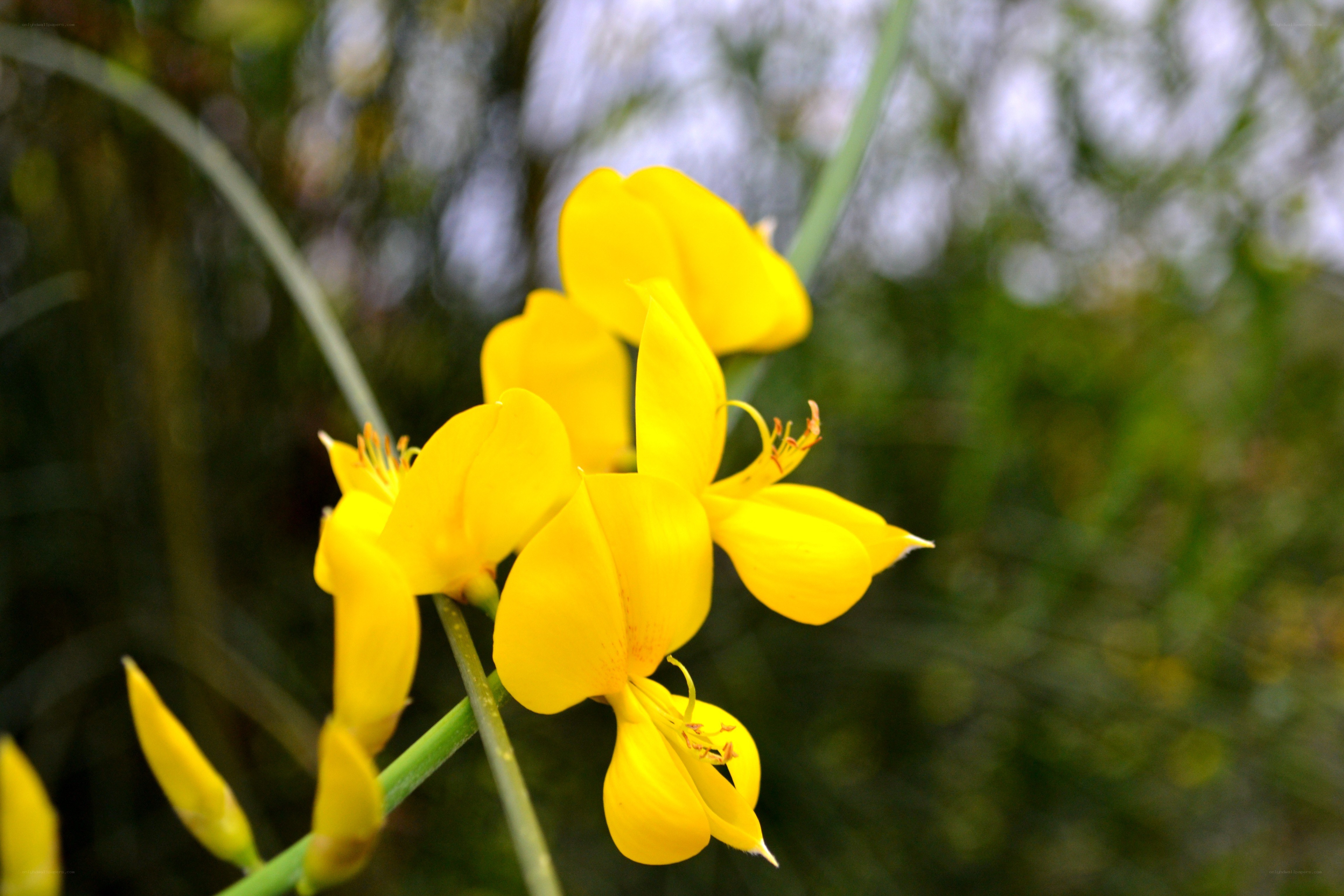 Yellow flowers in bloom