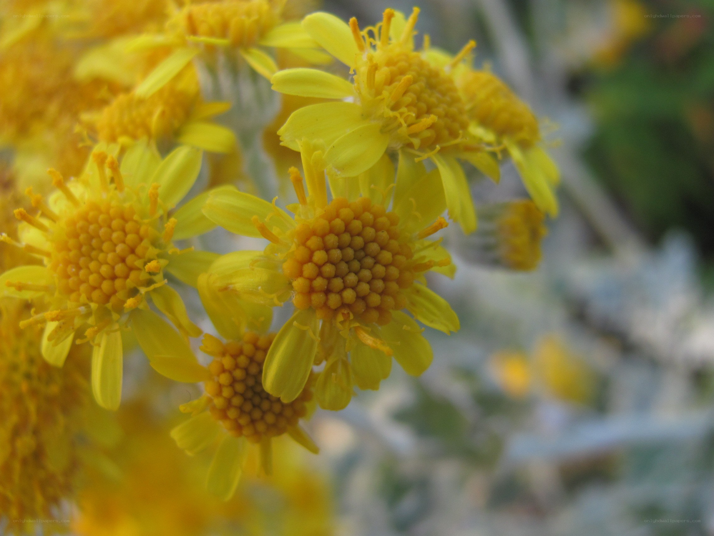 Yellow flowers in bloom