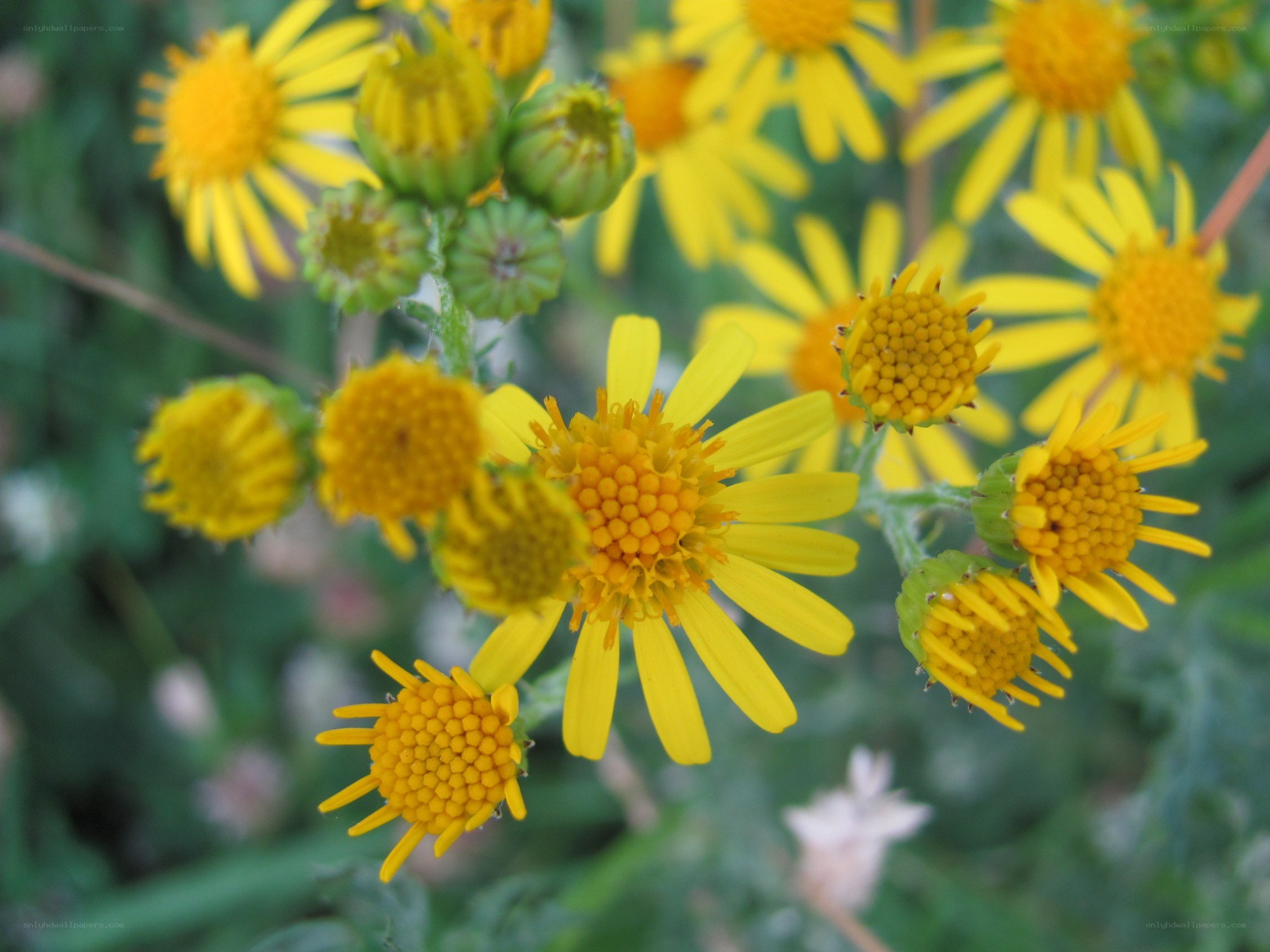 yellow flowers in bloom