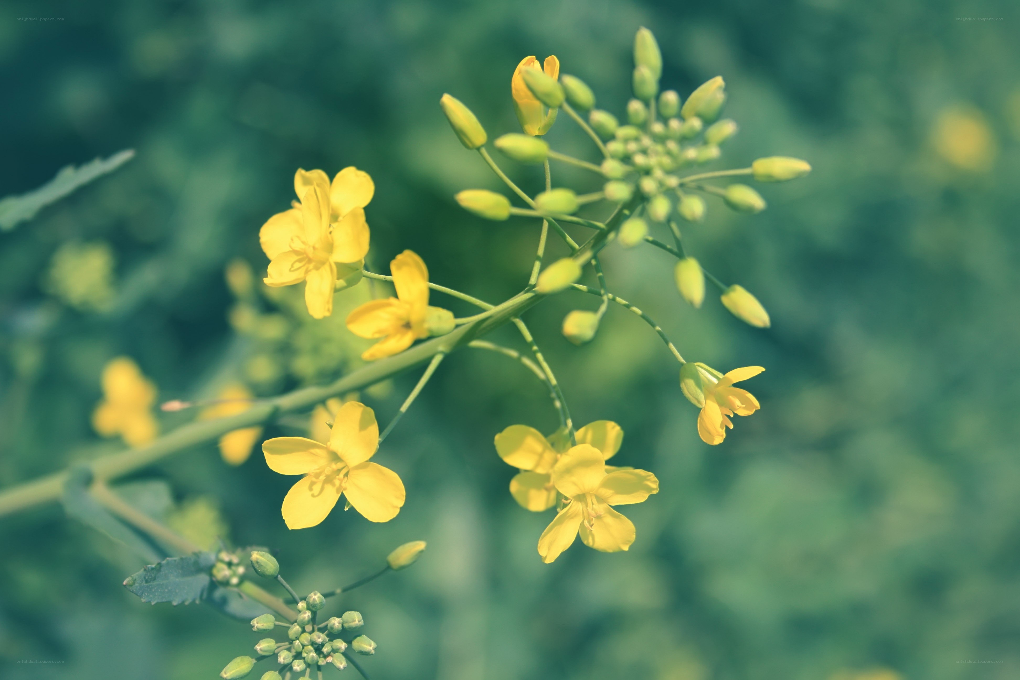 Yellow flowers in bloom