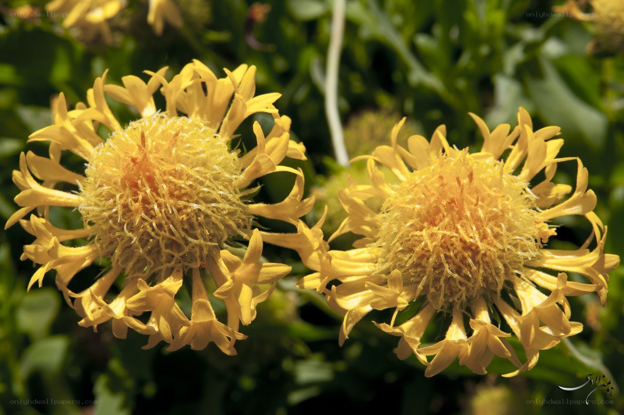 Yellow flowers in bloom