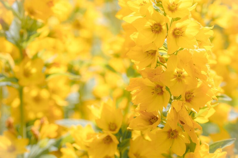 Yellow Flowers in Bloom — Bright, Afternoon
