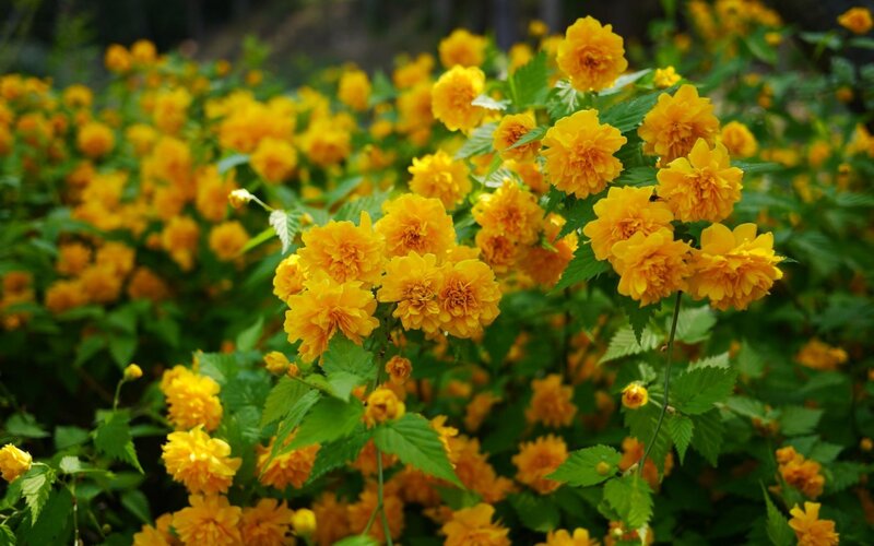 Yellow Flowers in Bloom — Bright