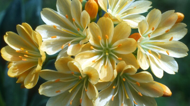 Yellow Flowers in Bloom — Calm, Afternoon