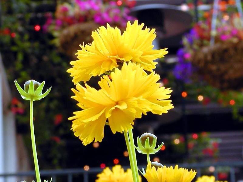 Yellow Flowers in Bloom — Calm, Night