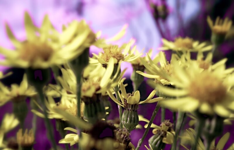 Yellow Flowers in Bloom — Calm, Photograph