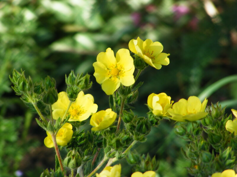 Yellow Flowers in Bloom — Calm