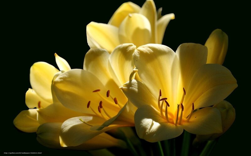 Yellow Flowers in Bloom — Dramatic, Photograph