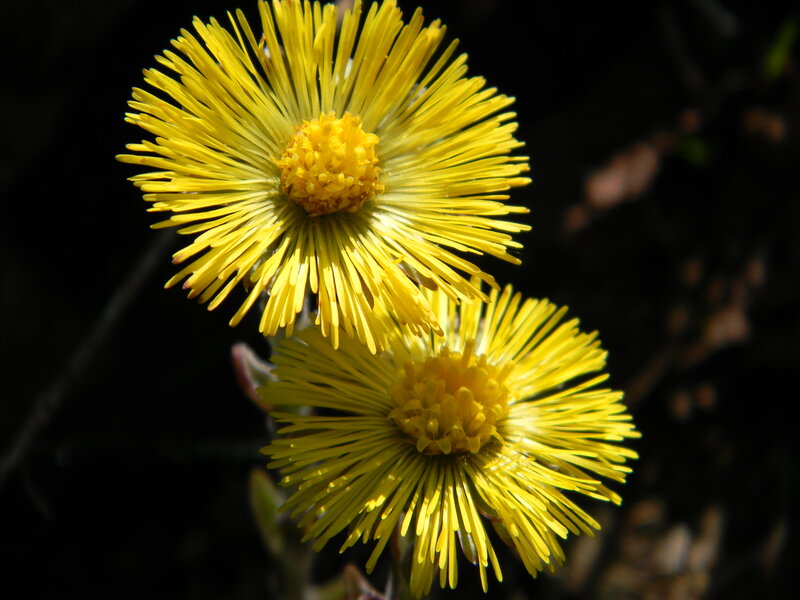 Yellow Flowers in Bloom — Dramatic