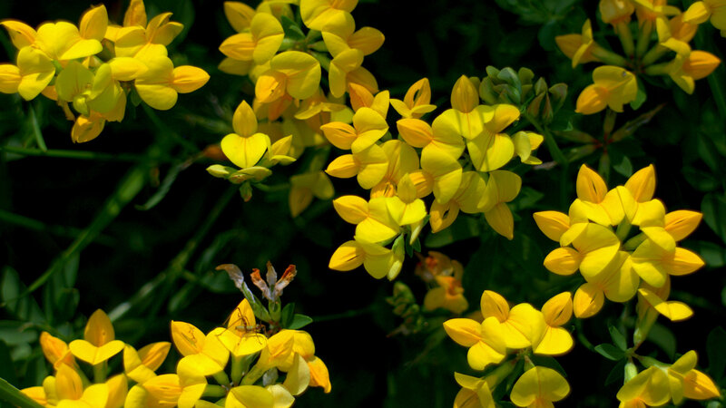 Yellow Flowers in Bloom — Natural, Afternoon