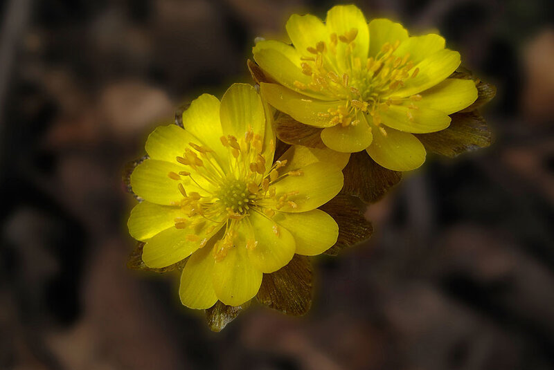 Yellow Flowers in Bloom — Natural, Spring