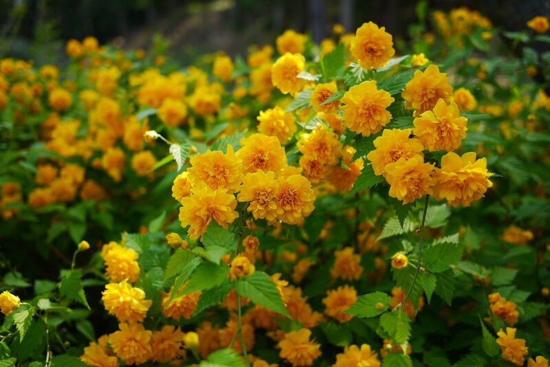 Yellow Flowers in Bloom — Natural, Summer