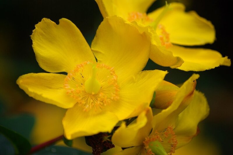 Yellow Flowers in Bloom — Natural