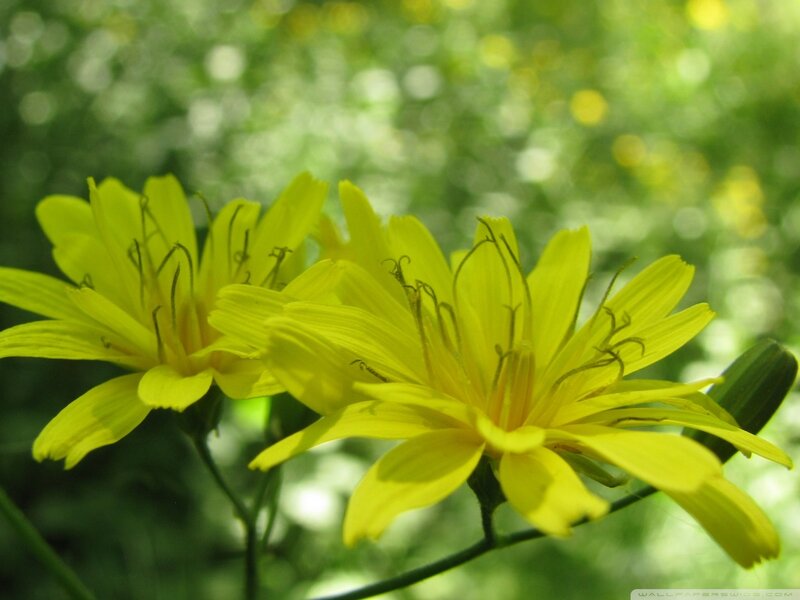 Yellow Flowers in Bloom — Serene, Afternoon