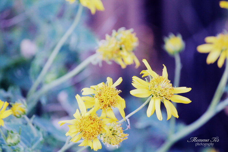 Yellow Flowers in Bloom — Serene, Photograph