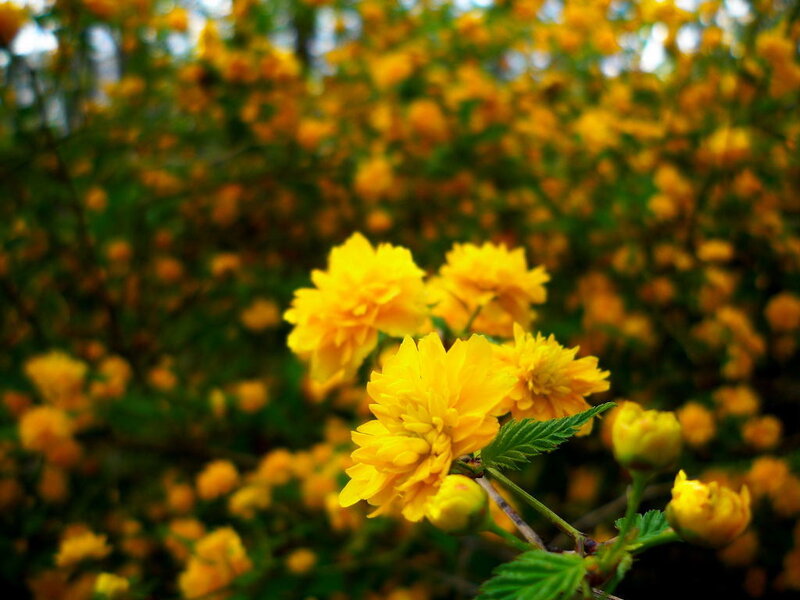 Yellow Flowers in Bloom — Serene