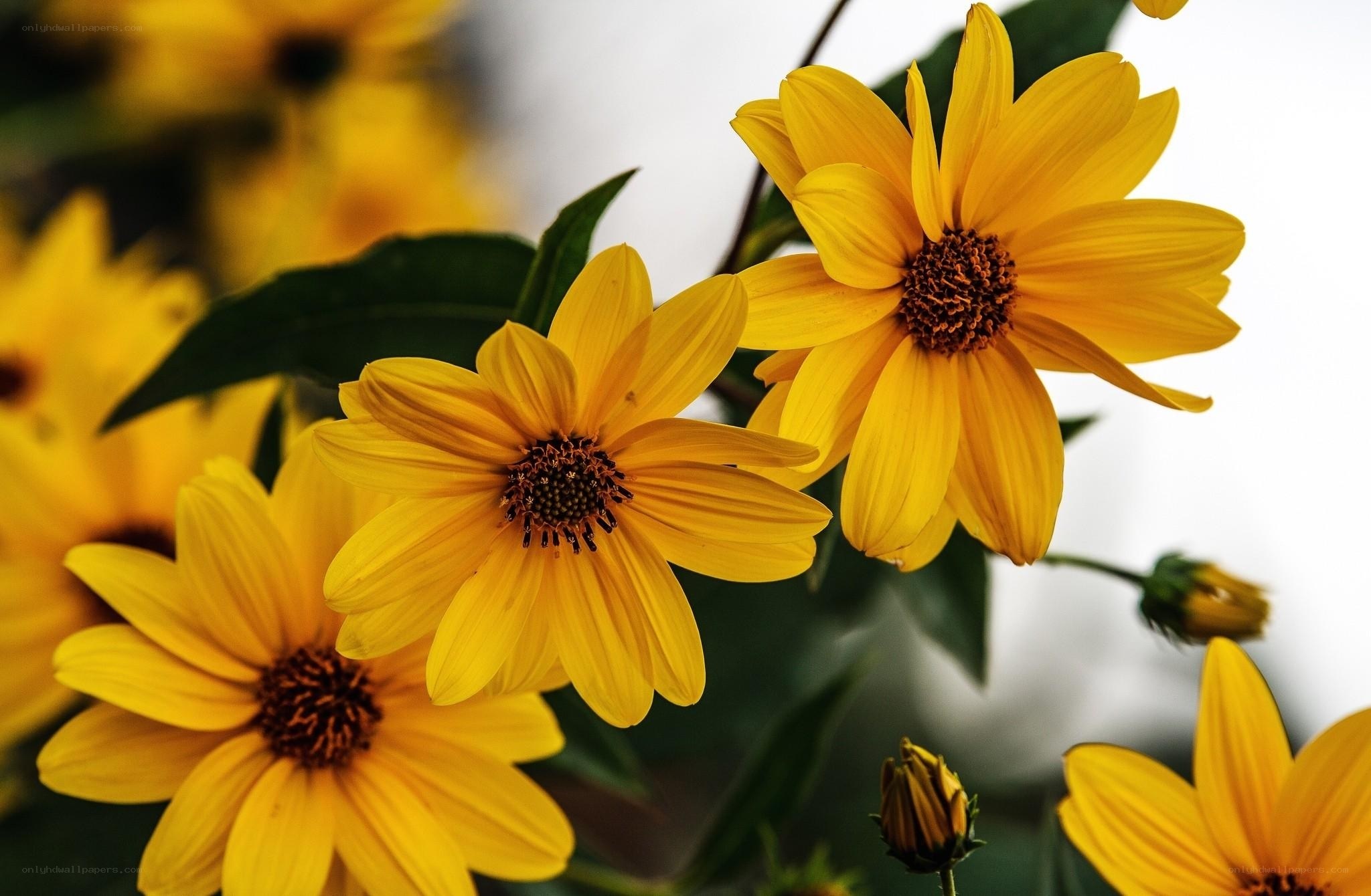 Yellow flowers in bloom