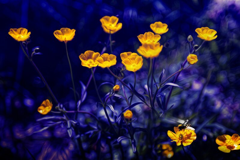 Yellow Flowers in Blue Field — Dreamy, Night