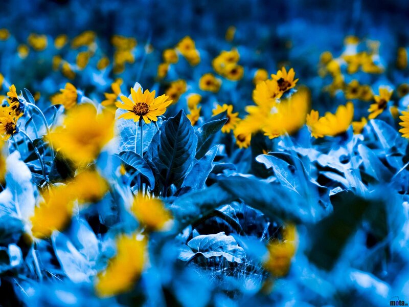 Yellow Flowers in Blue Field — Dreamy