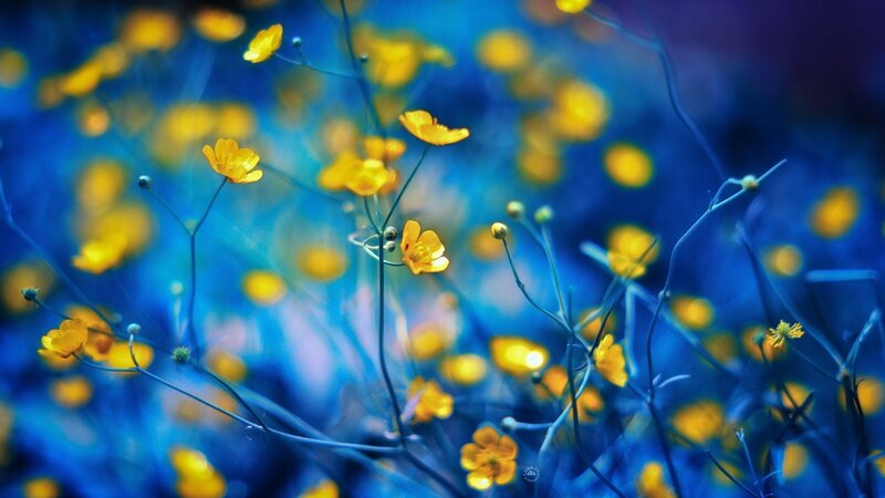 Yellow Flowers in Blue Field — Serene