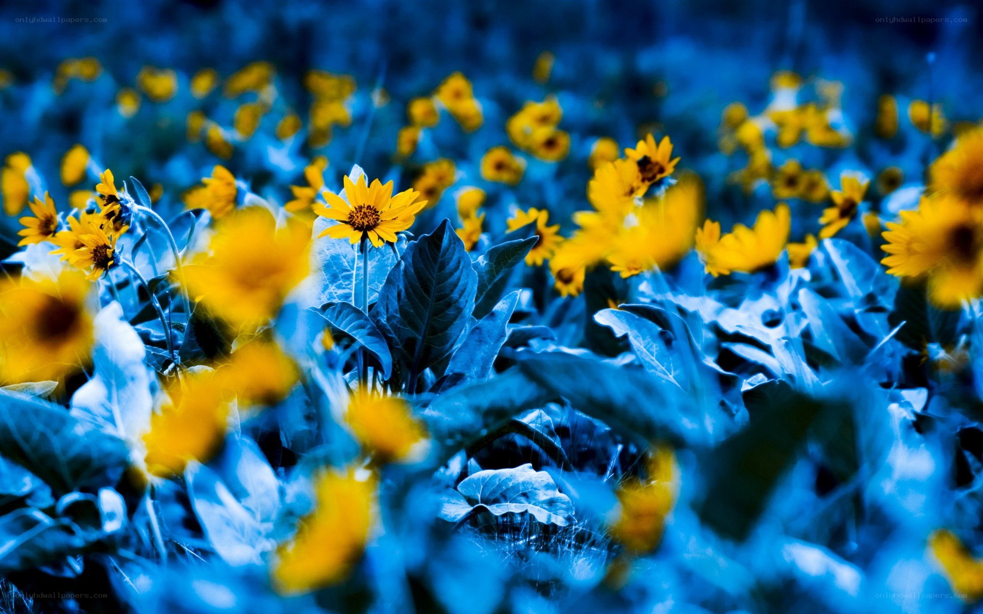 Yellow flowers in blue field