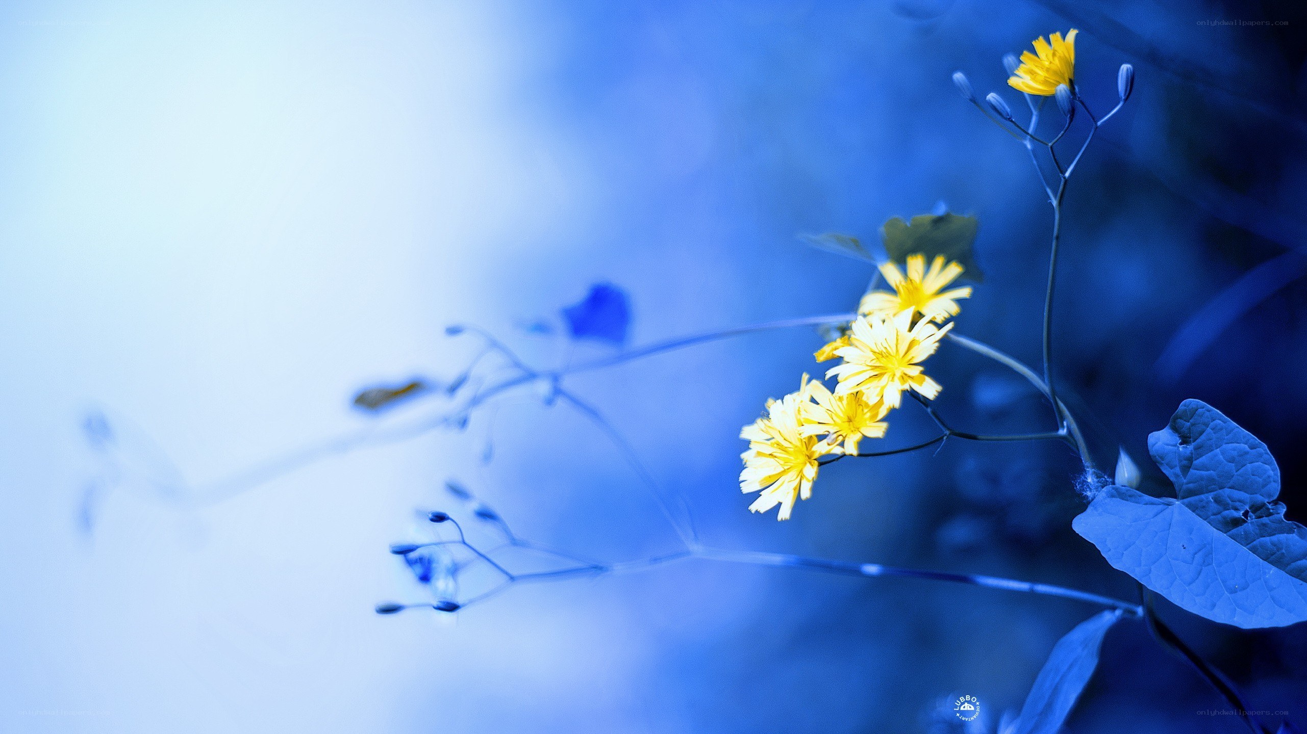 Yellow flowers in blue light