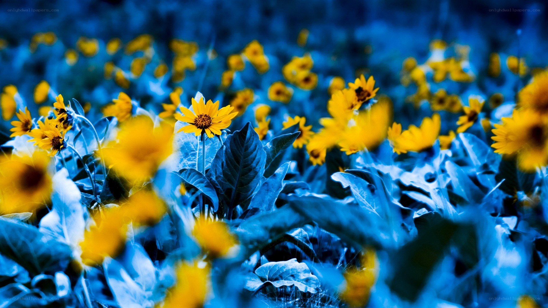 yellow flowers in blue light