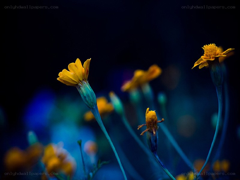 Yellow flowers in blue light