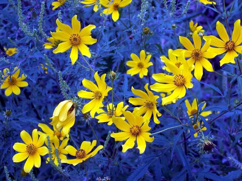 Yellow Flowers in Blue Light — Dramatic