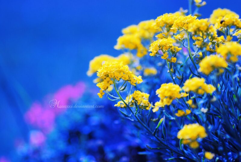Yellow Flowers in Blue Light — Dreamy