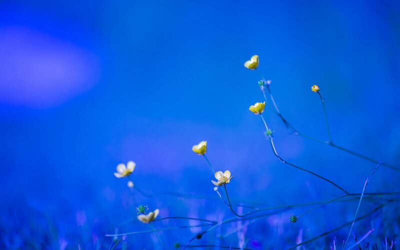 Yellow Flowers in Blue Light — Serene