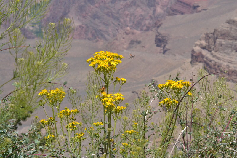 Yellow Flowers in Canyon — Natural