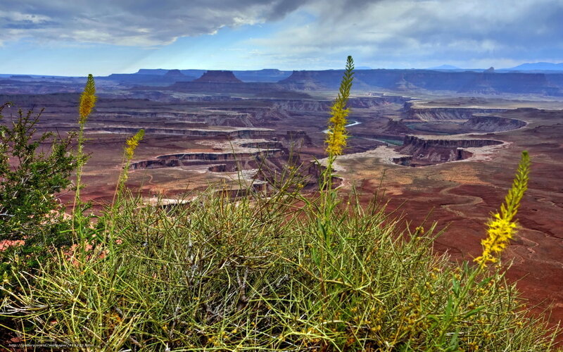 Yellow Flowers in Canyon — Red