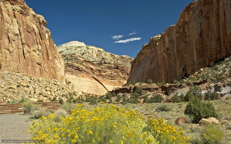 Yellow Flowers in Canyon — Serene