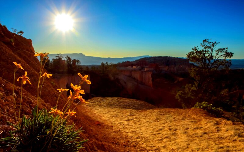 Yellow Flowers in Canyon